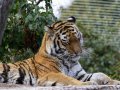 ZOO-Viden 24 srpen 2014 085.JPG